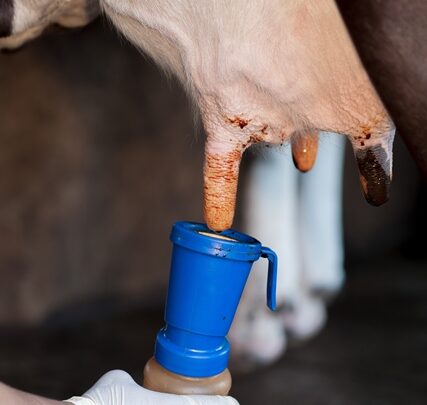 MASTITIS – Vet Animal Health Care