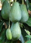 Image result for fuerte avocado